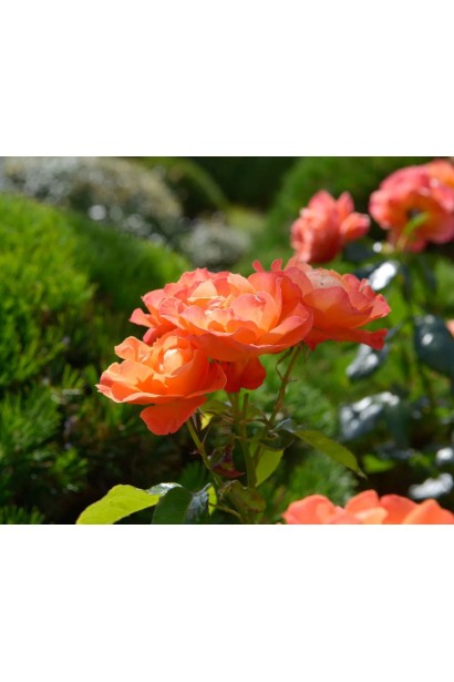 Rosa climber Westerland